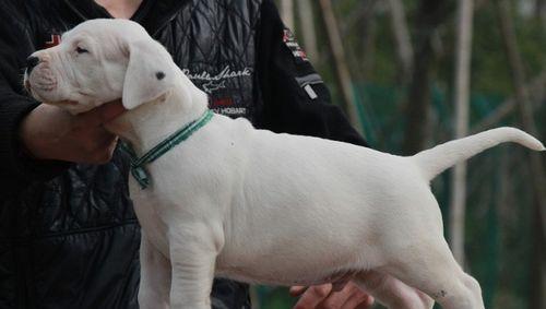 杜高犬幼犬健康饲养方法（从营养、锻炼到常规医疗，让你的杜高犬宝宝健康茁壮成长）