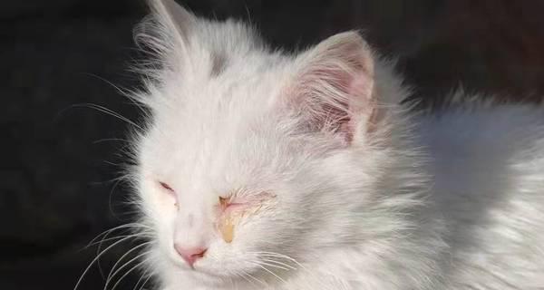 如何清洗猫咪眼角分泌物（用宠物安全的方法，轻松清除眼部分泌物）