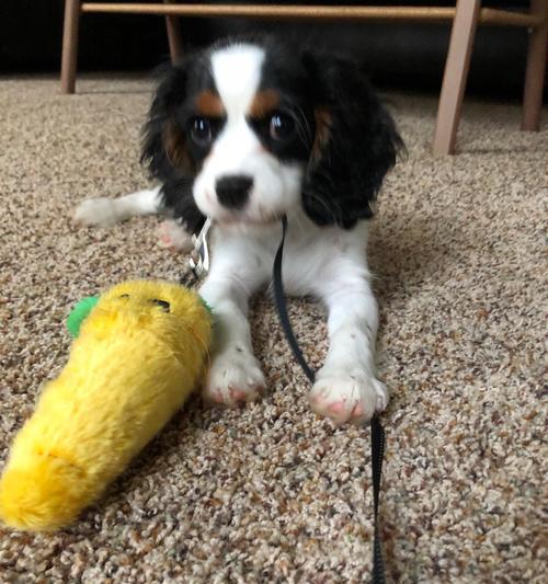 《骑士查理王小猎犬养护指南》（细节决定养成，关爱让它健康）