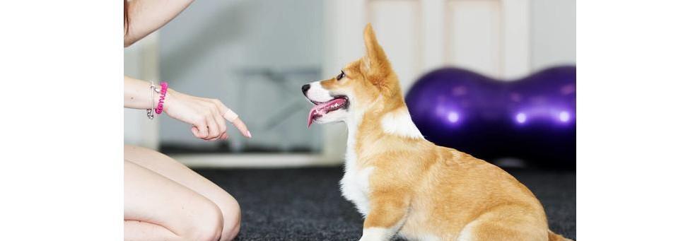 如何满足柯基犬想出去的欲望（解决柯基犬出门焦虑问题的最佳方法）
