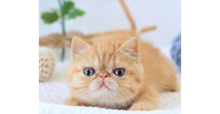 加菲猫的养育指南（从宠物选购到饲养技巧，让你成为合格的猫奴）