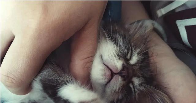 猫咪为什么喜欢蹭人？（探秘猫咪的行为，）