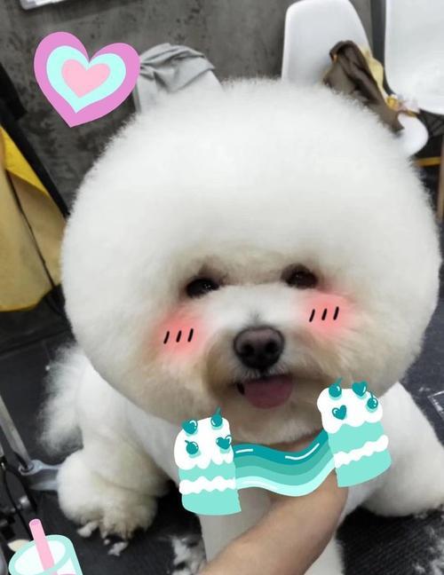 比熊犬流眼泪的原因（探究比熊犬流泪的原因，让宠物更健康）