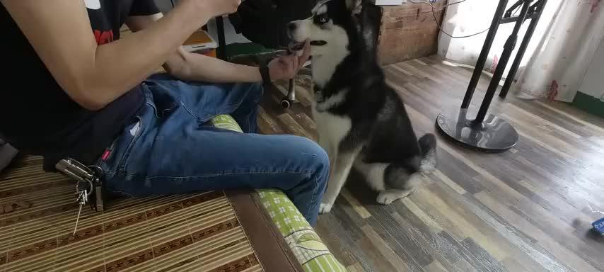 学会与哈士奇犬接触的实用技巧（宠物爱好者必备，与哈士奇犬相处的15个诀窍）