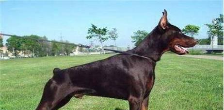 杜宾犬的水果饮食（养犬人士必知的健康小贴士）