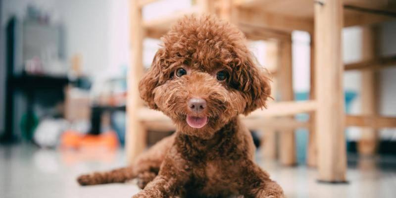 训练泰迪犬转弯的技巧（让你的泰迪犬顺利转弯，轻松驾驭！）