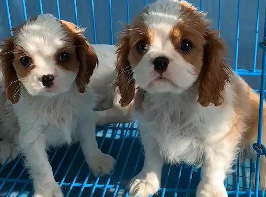 查理士王小猎犬的饲养方法（养一只快乐健康的王小猎犬）