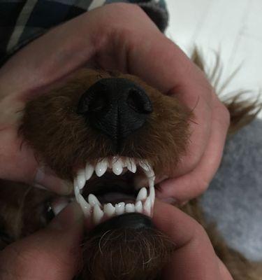 2岁泰迪犬的牙齿健康（关注牙齿健康，让宠物更健康快乐）