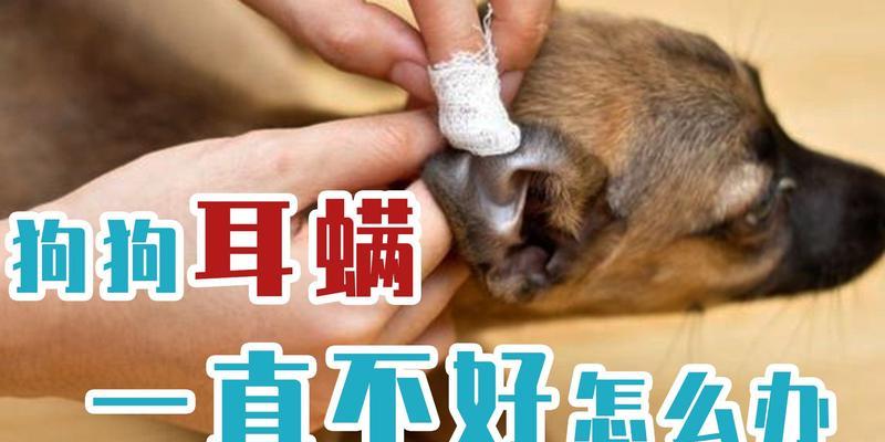 如何有效治疗狗狗耳螨？（宠物护理的必备技能，解决狗狗耳螨的烦恼！）