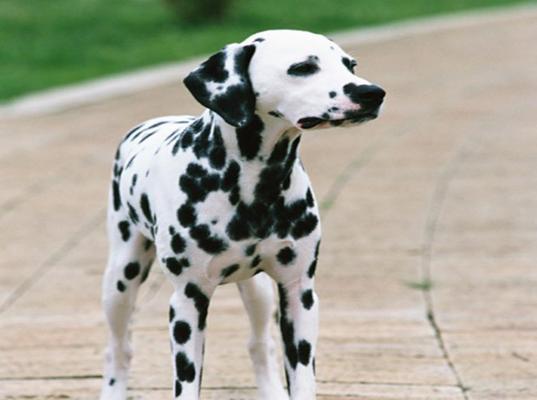 如何饲养大麦町犬？（全面了解大麦町犬的生活习性和养护技巧）