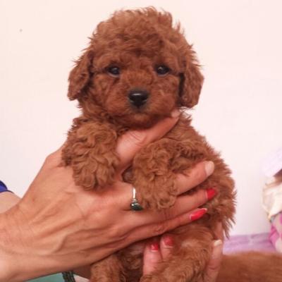 三个月泰迪犬的成长记录（从无助的小生命到聪明可爱的小伙伴，一路成长的泰迪犬）