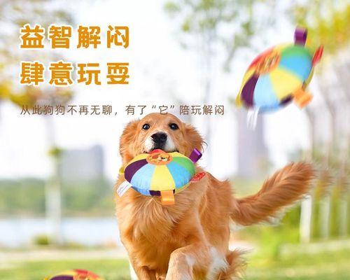 金毛犬训练指南（以宠物为主，让你的金毛犬成为你的好伙伴）