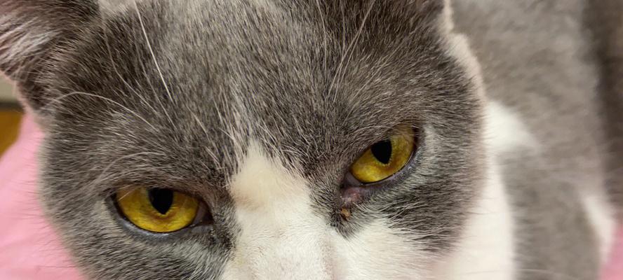 猫咪眼睛蒙上了一层膜，怎么办？（猫咪眼睛变白、模糊不清？这种病你可能没听过！）