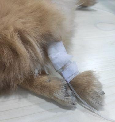 狗狗子宫蓄脓引发呕吐（防止狗狗子宫蓄脓的发生和加强治疗方法，让您的爱宠健康成长）