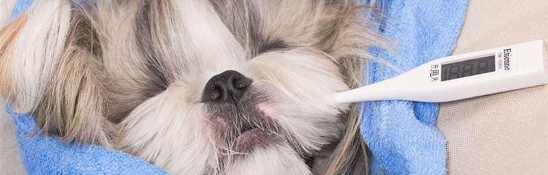 狗狗得了犬瘟，该如何应对？（浑身无力嗜睡的症状明显，宠物医生的诊治经验分享）