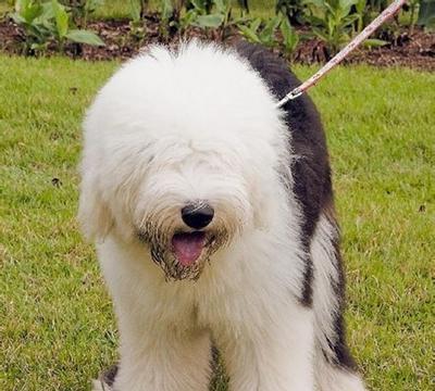 古代牧羊犬饮食禁忌（了解宠物饮食，关爱宠物健康）