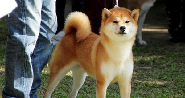 秋田犬养殖指南（从宠物到伙伴——秋田犬的完美养殖方法）