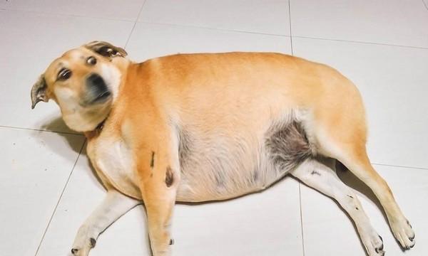 宠物狗如何减肥（不同体型、不同品种的狗狗应该怎么减肥？）