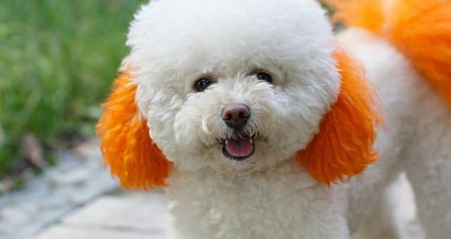 贵宾犬的美容方法（呈现毛茸茸的可爱造型，让你的贵宾犬更迷人）