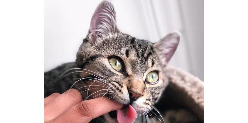 揭秘猫咪手指抓地猫咪咬手指的原因与应对方法（猫咪抓人是种什么样的行为？如何避免被猫咪抓咬？）