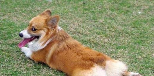 如何正确地为柯基犬断尾（宠物健康的必需品——断尾手术）
