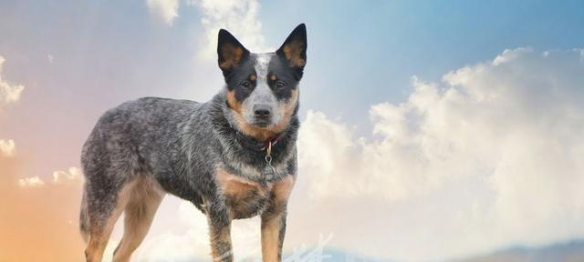 克伦伯猎鹬犬的饲养方法（了解犬种特点，科学喂养）