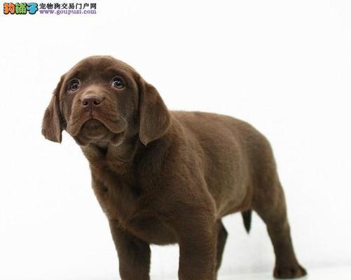 保定市拉布拉多能办狗证吗？（详解保定市办理狗证的相关政策和流程）