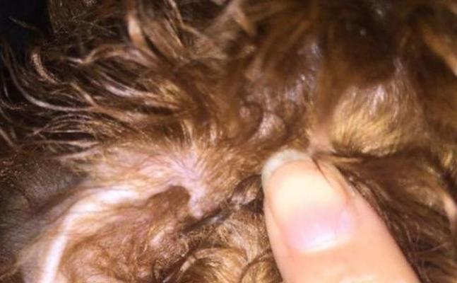 贵宾犬耳朵清理全攻略（如何正确清理贵宾犬的耳朵，避免感染问题）