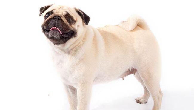 如何训练巴哥犬握手？（以宠物为主，让你的狗狗成为万人迷）