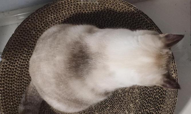 猫咪脖子的毛掉了，该怎么办？（保护猫咪脖子毛发的方法）
