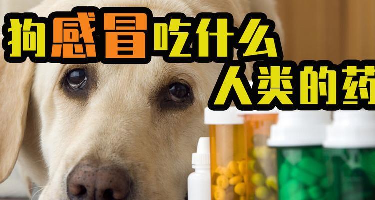 如何给你的宠物狗狗口服药（15个实用技巧教你正确喂药，不再犯错）