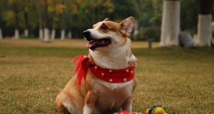 如何养好柯基犬？（养犬必读的养护指南）
