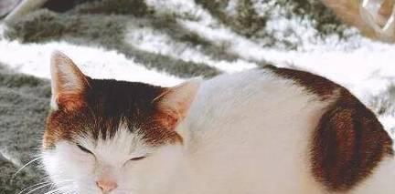 猫咪的人类情缘（为什么猫咪喜欢和人类在一起？）