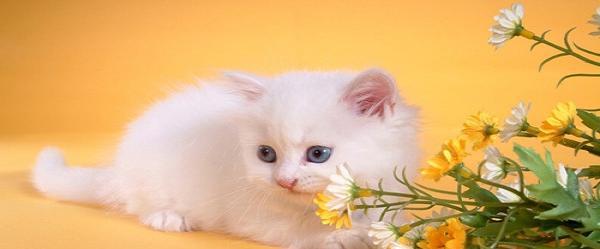 波斯猫的饮食要点（为你的宠物提供健康的饮食，营养均衡！）