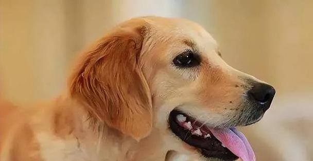 如何挑选一只适合自己的金毛犬（掌握几个选狗技巧，避免后悔养狗）
