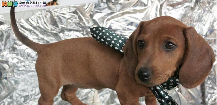 腊肠犬的饲养全攻略（养腊肠犬必知的注意事项及喂养方法）
