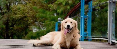 金毛犬训练指南——从几个月开始