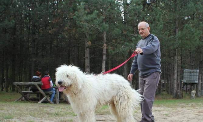 如何让宠物可蒙犬快速适应换食（15个小技巧，助您成为宠物食品更换大师）