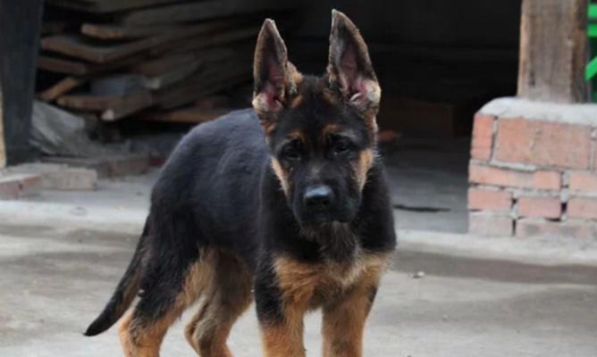以德国牧羊犬可以喝可乐吗？（了解宠物喝可乐的影响及替代饮品）