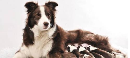 边境牧羊犬生病了怎么办？（以宠物为主，带你了解边境牧羊犬的常见病症和处理方法）
