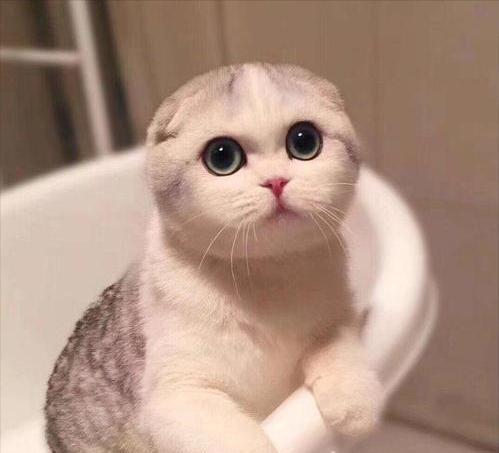 如何正确给折耳猫洗澡（宠物爱护必备，浅谈折耳猫洗澡的技巧）