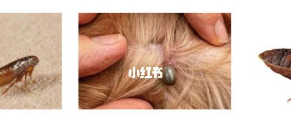 如何检测宠物狗是否患有寄生虫（掌握这些技巧，让你的狗狗远离寄生虫）