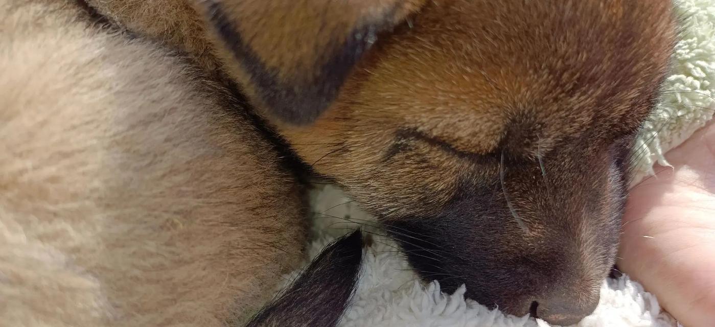 狗狗晒太阳的益处与注意事项（宠物也需要晒太阳，但要注意防晒与保湿）