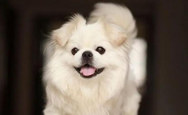 如何正确护理博美犬的耳朵（宠物健康，从耳朵开始/博美犬耳朵护理全攻略）