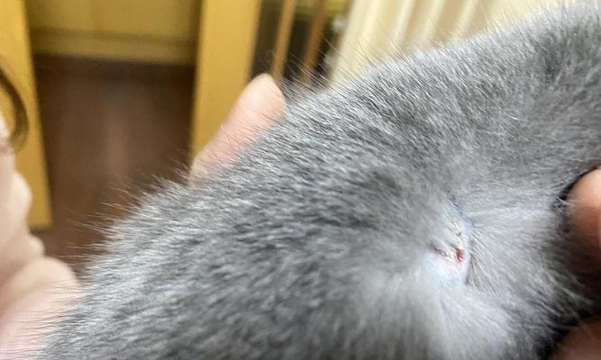 猫咪为什么会一直掉毛？（探究猫咪掉毛的原因和解决方法）