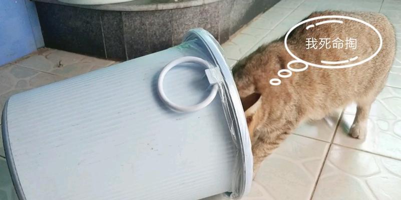 告别垃圾桶，让猫咪做个乖孩子（宠物饲主必备，有效改掉猫翻垃圾桶的小妙招）