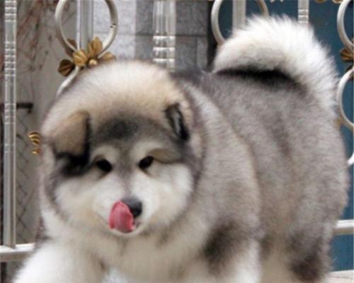 博美猛犬性格分析（了解博美猛犬的个性特点及养护技巧）