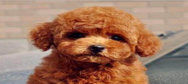 泰迪犬的用药指南（从营养到疾病，全面了解泰迪犬的药物治疗）