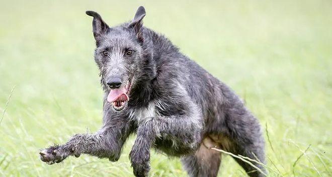 比利牛斯獒犬的饲养方法（从狗的性格、健康和运动开始）