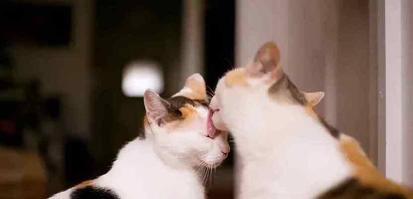 猫舔人，宠物的爱意还是行为问题？